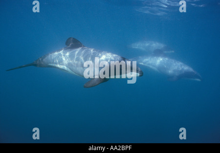 pd700. Hector Delfine, Cephalorhynchus Hectori. Neuseeland, Pazifik. Foto Copyright Brandon Cole Stockfoto