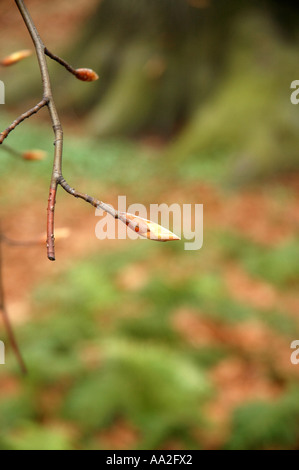 Europäische Buche Fagus sylvatica Stockfoto