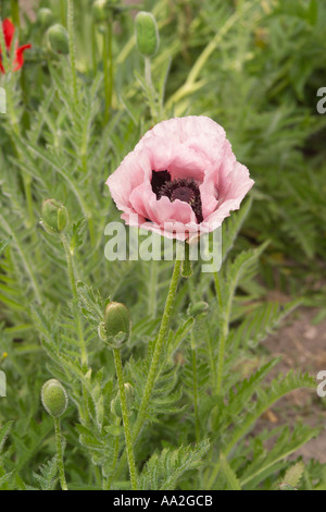 Blassrosa orientalische Mohnblume wächst in einem britischen Garten. Stockfoto