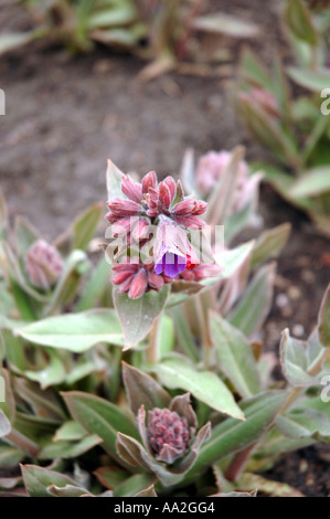 Lungenkraut Pulmonaria mollis Stockfoto