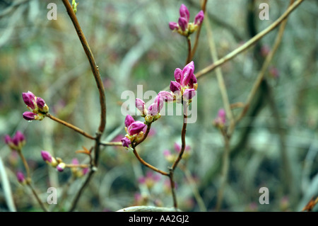 Rhododendron Mucronulatum Schnee Azalea Blume genannt auch koreanische rhododendron Stockfoto