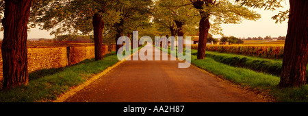 FRANKREICH-BURGUND-ALLEE VON BÄUMEN Stockfoto