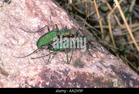 Grüne Tiger Käfer, Cicindela Campestris. Paar Paarung Stockfoto