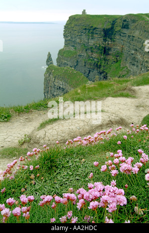 Blumen wachsen auf den Cliffs of Moher (auch bekannt als die Klippen Mohair) in der Grafschaft Clare, West-Irland. Stockfoto