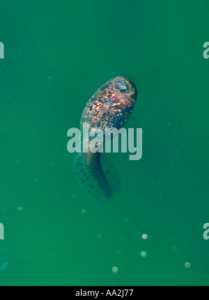 Hebamme-Kröte, Alytes Obstetricans. Kaulquappe am Teich Stockfoto