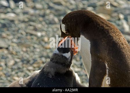 Gentoo Penguin, Pygoscelis Papua, füttern ihre Küken, Danco Island, Antarktis. Stockfoto