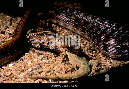 GEMEINSAMEN Schmuckstück Schlange Coelognathus Helena Helena. Nicht giftig, gemeinsame. Essen einen Brooks-Gecko Stockfoto