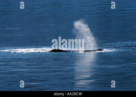Buckelwal, Impressionen Novaeangliae atmen in Oberfläche, antarktische Halbinsel. Stockfoto