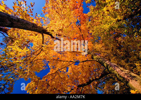 Unteransicht des bunten Herbst Bäume Treffen des blauen Himmels in Rumänien Objektiv Weitwinkel-Effekt Stockfoto