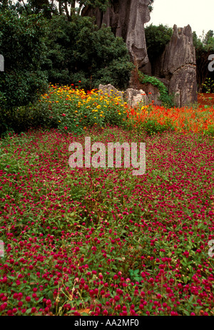 Wilde Blumen vor Karst Kalkstein-Formationen in Shilin Stein Wald Yunnan Provinz China Asien Stockfoto