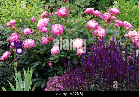 Paeonia Bowl of Beauty in rosa lila Rand Stockfoto