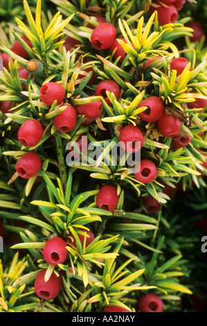 Taxus Baccata 'Fastigiata Aurea', Eibe, kleiner Baum, rote Beeren, Früchte, goldene gelbe Laub, Herbst, Gartenpflanze Stockfoto