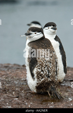 Kinnriemen Pinguine, Pygoscelis Antarctica, Küken mausern, Deception Island Antarktis. Stockfoto