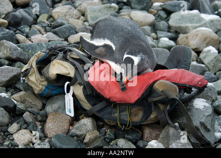 Gentoo Penguin, Pygoscelis Papua, liegend auf einem Rucksack, Costa Danco, Antarktis. Stockfoto