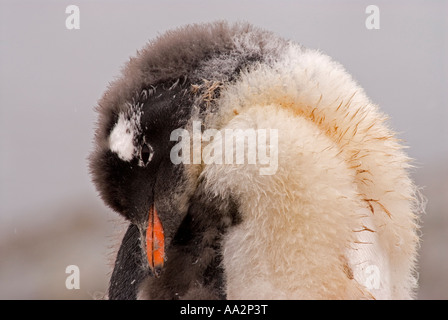 Gentoo Penguin, Pygoscelis Papua, Küken, schlafen, Culerville, Costa Danco, Antarktis. Stockfoto