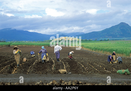 Landarbeiter potato Picking, Mauritius Stockfoto