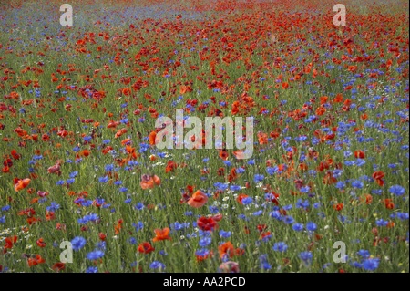 Mohn Blumen mit Kornblumen Stockfoto