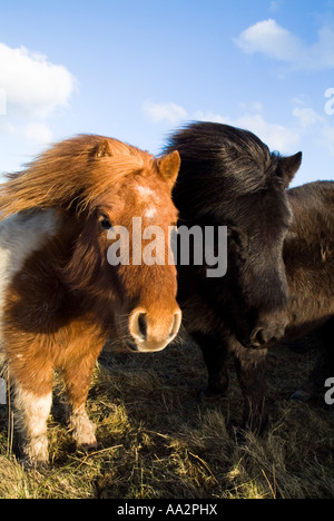 dh SHETLAND PONY UK Pieball Chesnut weiß schwarz Ponys Kopfschuss Zwei Paar Tierköpfe 2 schottland Stockfoto