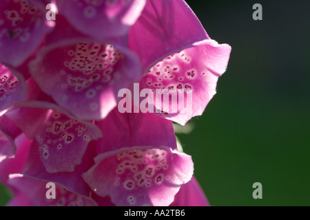 Fingerhut Digitalis Purpurea Garten Ant Cornwall Juni UK Stockfoto