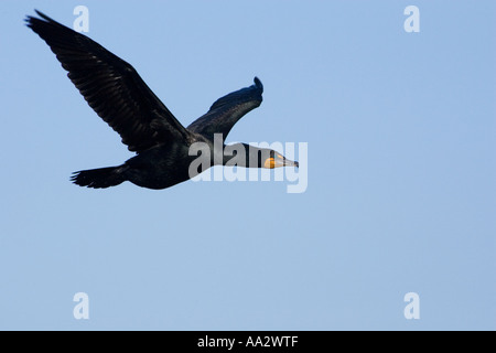 Doppelte crested Kormoran Erwachsenen Vogel im Flug Stockfoto