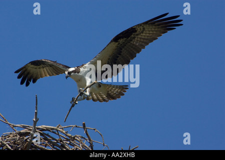 Fischadler Männchen im Flug wieder mit Verschachtelung material Stockfoto