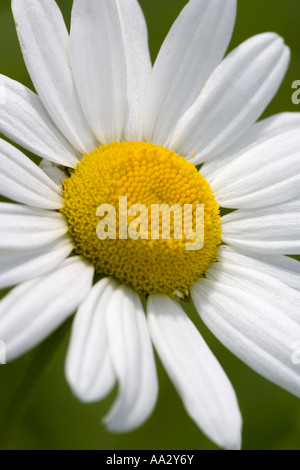 Eine einsame Oxeye Daisy (Leucanthemum vulgare), fotografiert vor einem sanften grünen Hintergrund Stockfoto