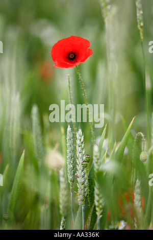 Eine Mohnblume auf einem Feld am Pim Hill Bio-Bauernhof in Harmer Hill Shropshire UK Stockfoto