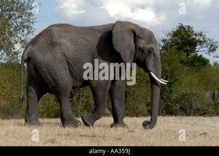 Elefant Chobe-Nationalpark-Botswana-Südafrika Stockfoto