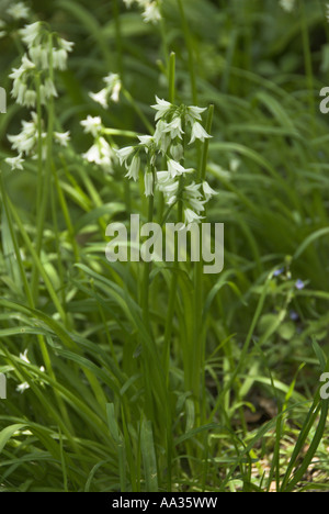 Drei in die Enge getrieben Lauch Allium Triquetrum eingebürgert in gefleckten Waldlichtung Somerset UK Mai Stockfoto