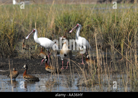 White-faced Enten und ägyptischen Gans und afrikanischer Löffler Chobe Fluss-Botswana-Südafrika Stockfoto