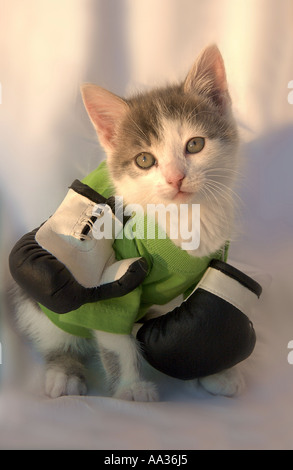 Katze mit Schalldämpfer Stockfoto