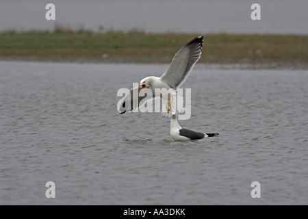 Weniger schwarz-unterstützte Möve Larus Fuscus Erwachsenen Paaren mit einem Vogel im Flug mit der Aufforderung, Cley Marsh North Norfolk, England Stockfoto