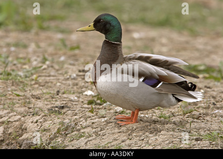 Stockente Anas Platyrhynchos erwachsenen männlichen Flügel dehnen, Cley Marsh North Norfolk, England Stockfoto