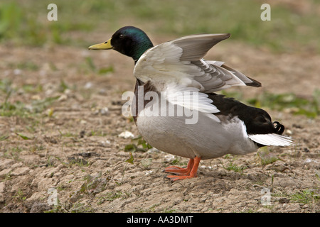 Stockente Anas Platyrhynchos erwachsenen männlichen Flügel dehnen, Cley Marsh North Norfolk, England Stockfoto