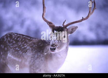 Rehe im Schnee Hamburg Deutschland Stockfoto