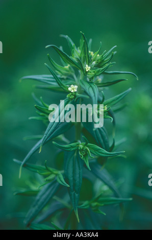 Lithospermum Officinale Gromwell boraginaceae Stockfoto