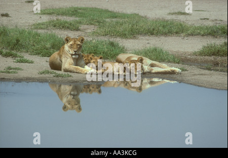 Zwei Löwinnen und eine Hälfte gewachsen Cub Serengeti Nationalpark Tansania Ostafrika Stockfoto