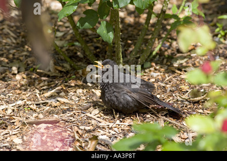 Amsel Turdus Merula männlichen Sonnenbaden Stockfoto