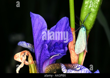 Gemeinsamen Förster Procris Statices Schmetterling auf Iris Sibirica Bayern Deutschland Europa Stockfoto