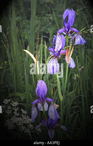 Gruppe von Iris Sibirica Bayern Deutschland Europa Stockfoto