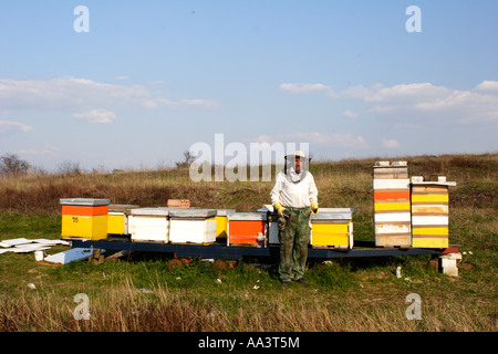 Biene-Keeper tendenziell seine Bienenstöcke Stockfoto