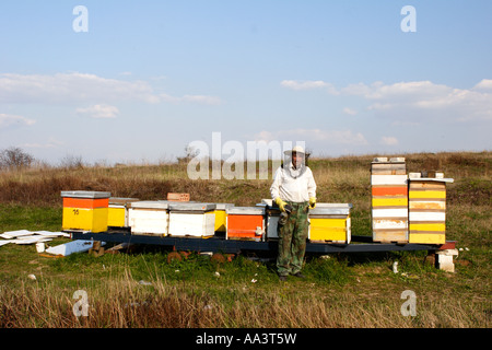 Biene-Keeper tendenziell seine Bienenstöcke Stockfoto