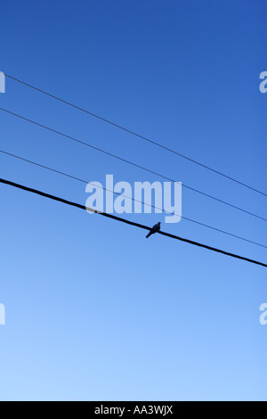 einsamer Vogel sitzt auf elektrische Freileitungen Kabel Belgrad Serbien Stockfoto