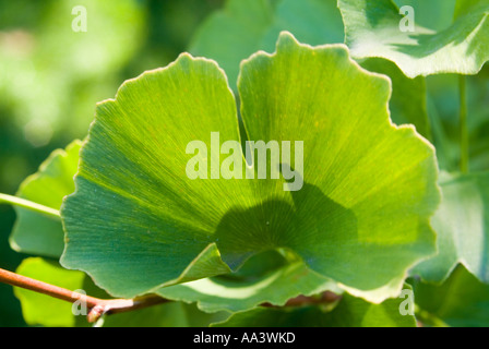 Die Blätter des alten Gingko Biloba-Baumes, auch bekannt als Maidenhaarbaum Stockfoto