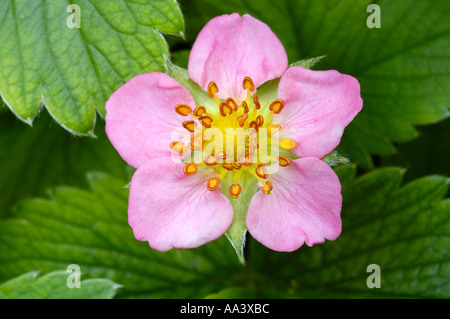 ERDBEERE BLÜTE Stockfoto