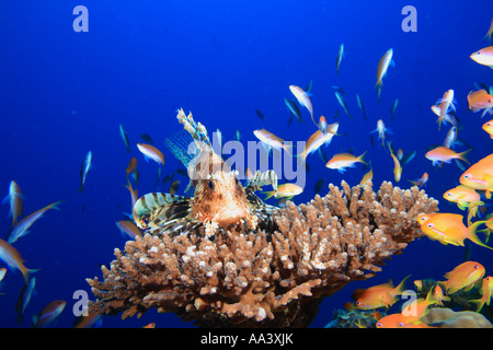 Gemeinsamen Rotfeuerfisch Pterois miles Stockfoto