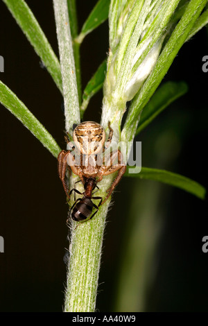 Braune Krabbenspinne (Xysticus Cristatus) mit Essen aus einer Ameise Stockfoto