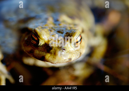 Gemeinsame europäische Kröte (Bufo Bufo)-Porträt Stockfoto