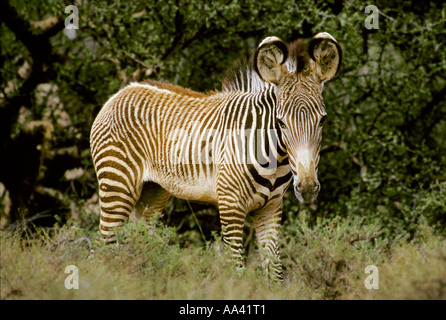 GREVY´s Zebra Fohlen (Equus Grevyi) - Samburu National Reserve - Kenia Afrika / Stockfoto