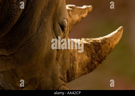 Breitmaulnashorn Ceratotherium Simum simum Stockfoto